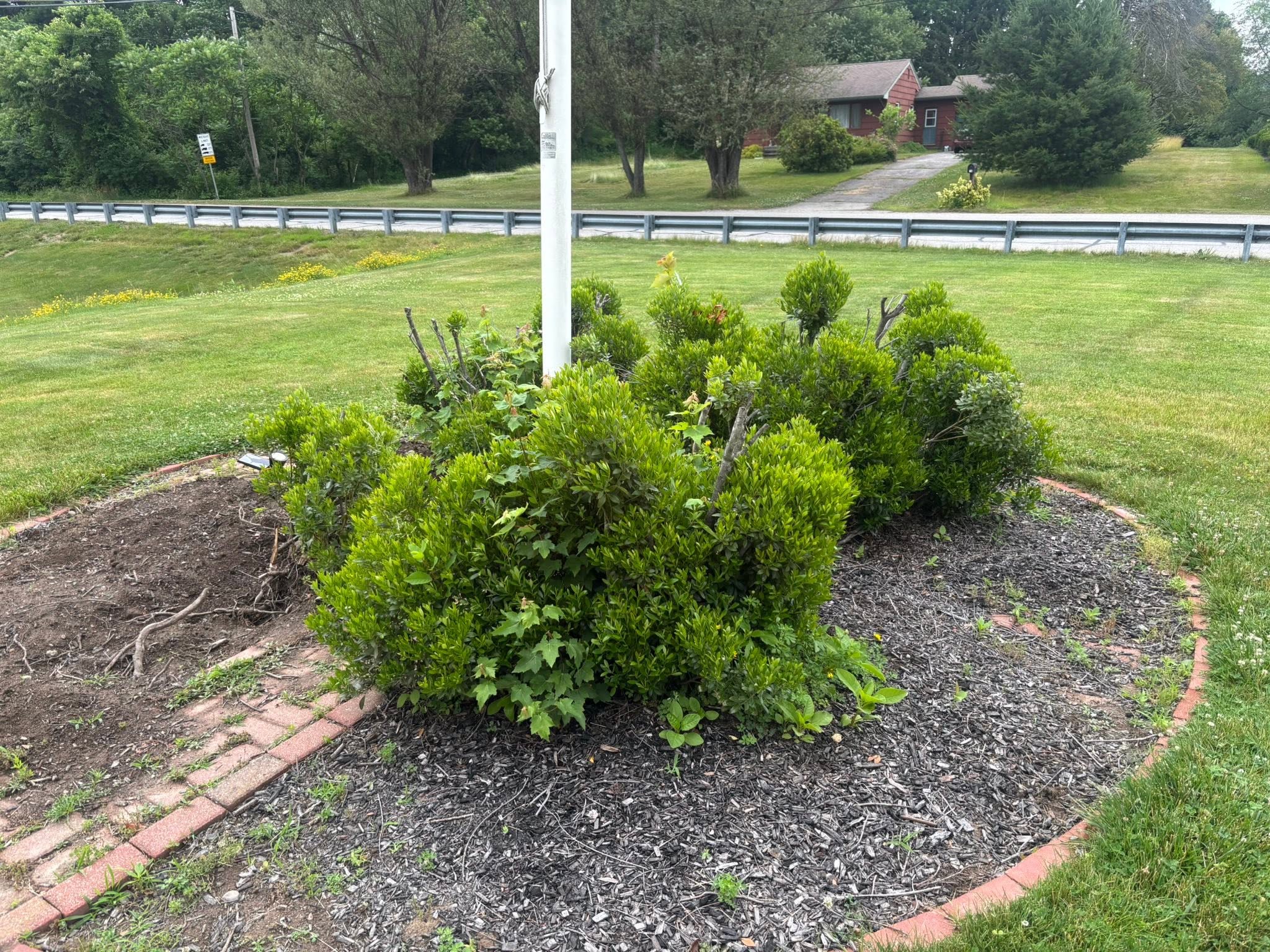 Crowded shrub bed with old stumps — before clearing in Spencer, MA